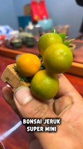 Bonsai jeruk super mini hehe | New Bonsai