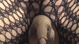 Colette and her enormous erect clitoris