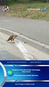 elang ini mencoba menunggu tikus lewat, lihatlah apa yang terjadi akhirnya #AnimalWelfare #AnimalProtection #AnimalRights #SaveTheAnimals #ProtectAnimals #AnimalsMatter #CareForAnimals #LoveAnimals #CompassionForAnimals #EuropeForAnimals #USAForAnimals #EUAnimalWelfare #KindnessMatters #BeKind #MakeADifference #TogetherForAnimals | Irwan To