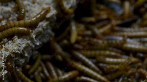 The Mealworm is a species of Darkling Beetle used to feed pets like fish, snakes, birds, and frogs; also called the Mealworm Beetle, with four stages of its lifecycle, egg, larva, pupa, and adult. vídeo de Stock