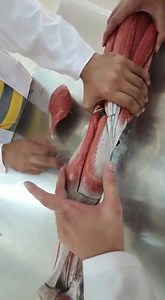 Muscle of the leg | Magic Anatomy