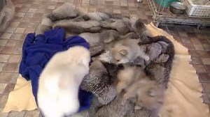 6.9K views · 713 reactions | Pomeranian puppies ! So playful ! via Lyudmila Gubanova | BuzzSharer Pomeranians | Facebook