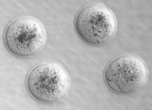 File:Space-Asymmetry-Directs-Preferential-Sperm-Entry-in-the-Absence-of-Polarity-in-the-Mouse-Oocyte-pbio.0040135.sv001.ogv - Wikimedia Commons