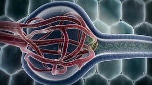Glomerulus kidney cell Urinary urination 3d animation