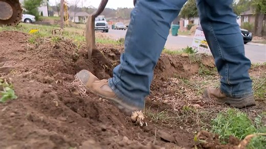 Arkansas Department of Agriculture giving away seedlings for Free Tree Friday
