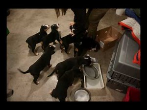 Greater Swiss Mountain Dog - Puppy - First 6 Months