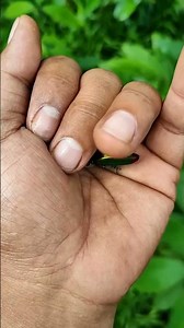 It is the Smaller shiny jewel beetle part 2#beautifulinsects #nature #anyuniqueanimals #insects