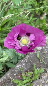 Gros plan sur la Vidéo de : vidéo de stock (100 % libre de droit) 3992874731 | Shutterstock