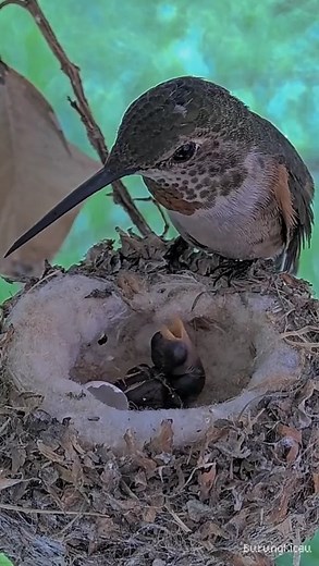 4.6K views · 75 reactions |  Just hatch Hummingbird Chick get feed for the first time. #hummingbirdchick #babyhummingbird | Burung Kicau | Facebook