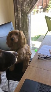 36K views · 2.1K reactions | Had to share this heartwarming video from one of our fosterers ❤️ ❤️ | Spaniel Aid | Facebook