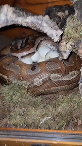 1.1K views · 238 reactions | Part 2: Taking eggs from Big Girl...