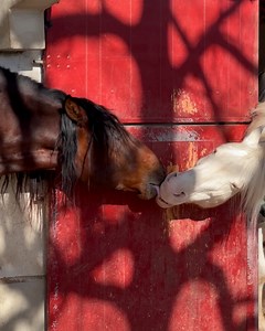 Awkward when a horse is getting more action than me 😅😅 | Betches