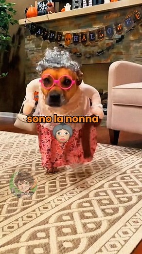 74K views · 1.6K reactions |  Vita da cani (PARTE 44) #animalidoppiati #animalidivertenti #cani #fblifestyle | Guess Doppia | Facebook