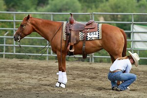 How to Bandage a Horse’s Leg - aqha - AQHA Prod