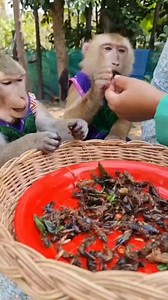 YaYa shally eat Grasshopper ❤️🥰 | YaYa Note