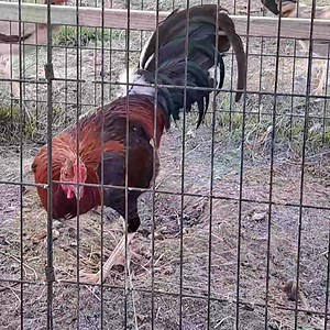 Yellow Leg Hatch | Red Fowl Farm