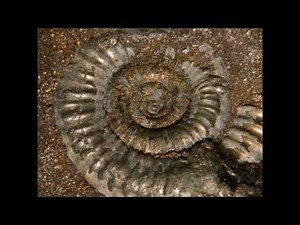 Jurassic Coast Dorset Fossil Finds