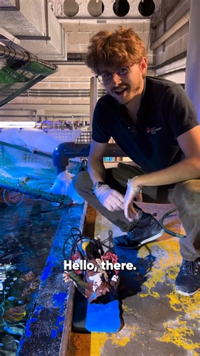 Our Porcupine Pufferfish won by a landslide in this week's Spiny vs Slimy face-off, and honestly, we can't blame you. Look at that cute little face! 🐡 As a reward, we thought we'd show you our Pufferfish enjoying their feeding enrichment! Keep your eyes peeled for next week's showdown, get ready to cast your vote again... Are you #TeamSpiny or #TeamSlimy? | National Marine Aquarium
