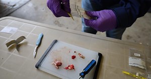 Free Kalispell, Libby clinics to teach hunters how to collect their own CWD samples