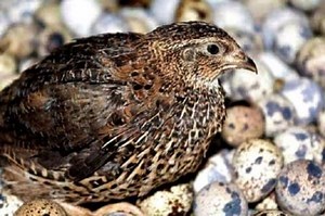 5 Cara Ternak Burung Puyuh Petelur Agar Hasil Panen Menjanjikan