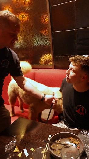 At PF Changs with Dr. Cole the fake veterinarian ##chow##chowchow##chowchowbaby##chowchowbear##chowchowcute##chowch | Pet Dogs