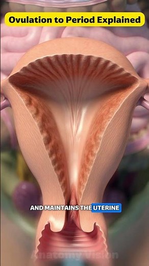 Menstrual Cycle Explained in 3D | Female Reproductive System