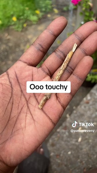 #beginner #beginnerbushcraft #beginnerwoodcraft #bushcraft #bushcraftproject #bushcraftprojects #promontory #deadfall #deadfalltrap #trapper #smalltraps #woodcrafting #woodcraftproject #woodcraftprojects #backyardbushcraft #practice #practicemakesperfect #outdoorsman #outdorwoman #survival #survivalskills #primitiveskills #primitive_technology #fyp #blackprepper #blackprepper2 #diy #dirttime #dirttimefun #staydirty