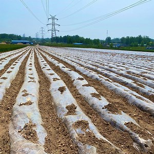 [Hot Item] 100% Biodegradable Agricultural Plastic Compostable PLA Black Mulch Film