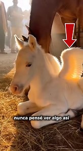 10K views · 164 reactions | A mare gave birth to a winged foal in a small village in India. No one had ever seen anything like it. A real-life pegasus… or a miracle of nature? #Entretenimiento #enigmas #AI #fantasy #viralreelsシ "contenido generado con inteligencia artificial. Todo lo que se muestra es ficción y no representa hechos reales." | Registros de lo Inexplicable | Facebook