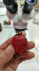 2.4K views · 36 reactions | Strawberry Testing Under Microscope  #microscopy #science #experiment #microscope | Mir Glazami Microscopa | Facebook