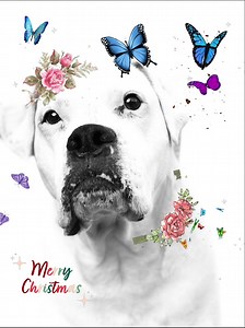 #boxersarethebest #boxershorts | Diamond Bar Kennel | Facebook