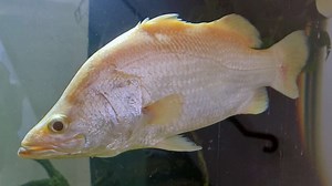 Scientists hoping to strike genetic gold with rare coloured barramundi