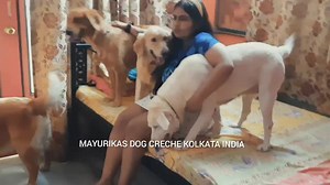 #quin #emma #bubbles #oreo #spot #Evelyn #sweety ❤❤ Everyday is Funday in Our Creche 😍 | Mayurikas PET Shop Mayurikas DOG Creche