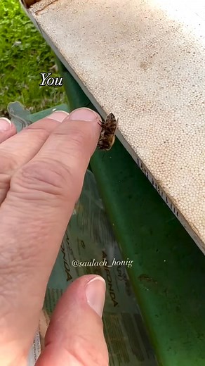 🐝🐝🐝 . . . #popular #bienenstock #beehive #honigbiene #honeybee #apismellifera #spring #bienenliebe #imkerei #beekeeping #beekeeper #beekeeperslife #honeyfarm #apicultor #apiculteur #love #nature #natural #savethebees #saulachhonig #strong #frühling #iloveit #beautiful #μέλισσες #honey #supportyourlocal #salzburg #naturpur #throwback | Save The Bee