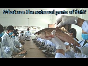 External Parts of Fish, External anatomy of fish, structure, function, Male and Female of Fishes.