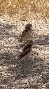 16K views · 1K reactions | It seemed to be too hot for these Arizona Burrowing Owlets in their burrows. They seemed to prefer to be out in the shade of a bush instead of underground on this hot day. Burrowing owls are diurnal and are only active during the days unlike other Owls. | Jeremy Johnson Photography | Facebook