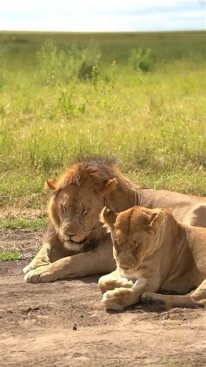 Animal Planet TV on Reels