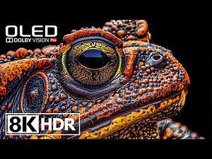 Amazing HDR 8K 60FPS Video With Dolby Vision #8k #hdr