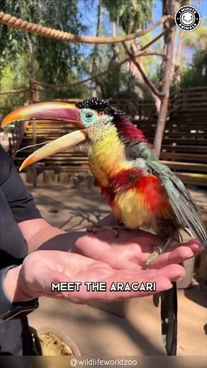 Araçari 🦜 Toucan’s Quirky Cousin! #aracari #araçari #arasari #bird #toucan #toucans #toucansofinstagram #toucanlove #birds #birdlife | 1 Minute Animals