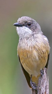 Good morning #Birds & #Nature! Rufous Whistler (Pachycephala rufiventris) | BIRDS & Nature