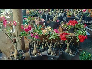 Repotting the Red Pony, Passione, Apple, and LM 741🌺🤗🥰