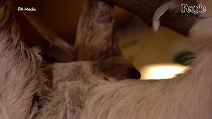 Baby Sloth Born at London Zoo