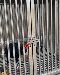 Smart crow has impressive problem-solving skills! 😍 | Lilyon DIY