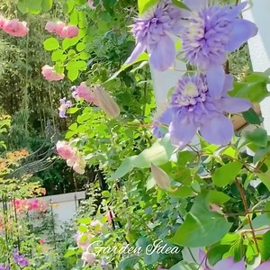 1.2K views · 428 reactions | Garden Idea on Reels | Facebook