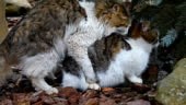 Accouplement chats en plein air