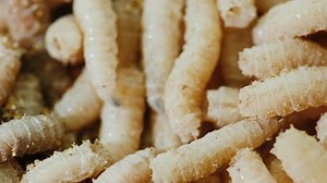 Live Bait on Fishing Maggots