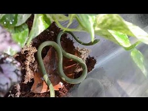 Setting up rough green snake terrarium