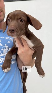 2.1K views · 42 reactions | Hi, uhh, I need to ask you something. Will you be my friend? 殺 I am 11 weeks old and I am a Labrador Retriever blend. I am a very gentle love bug that will give you endless hugs and kisses. I’m just looking for my BFF to spend my life with  Will that be you? | Helen Woodward Animal Center | Facebook