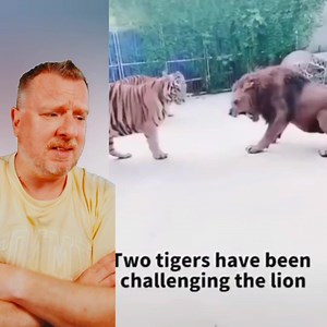 Wenn Löwen und Tiger aufeinander treffen!🦁🐯😱 | Lars Biermann