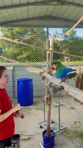 59K views · 2.6K reactions | Doing little tricks with the macaws. Raya spins, Luffy shows her wings and Zoro gives a kiss 殺 | Straw Hat Parrots | Facebook